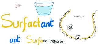 Lung Surfactant  Surface Tension  Alveoli  Type II Pneumocytes  NRDS  Physiology [upl. by Buffo]