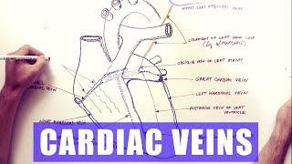 Hepatic portal system [upl. by Caro]