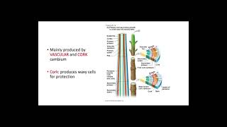 Secondary Growth in Plants [upl. by Margherita]