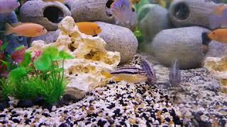 blue acara fish mbuna Cichlids 75 gallon tank [upl. by Ayifa]