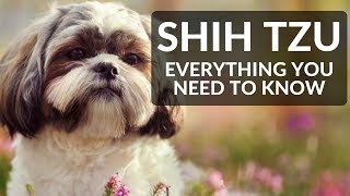 SHIH TZU 101 Everything You Need To Know About Owning A Shih Tzu Puppy [upl. by Nahtanha539]