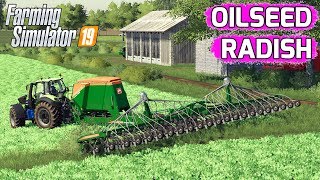 Farming Simulator 19  Oilseed Radish [upl. by Colwen]