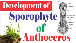 Anthoceros Development of Sporophyte  Sporophyte of Hornworts  Anthocerotopsida [upl. by Ximenez]