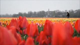 Holland  The Land of Windmills Tulips and Canals [upl. by Nylissej]