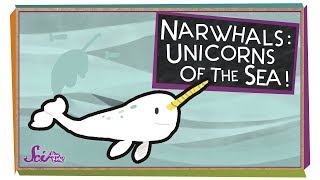 Narwhals Unicorns of the Sea [upl. by Nilok426]