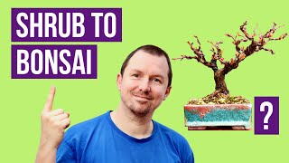 Flowering Bonsai from Nursery Stock Complete Repotting [upl. by Raknahs827]