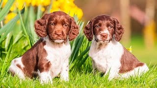 ENGLISH SPRINGER SPANIEL PUPPIES FROM 2 TO 8 WEEKS [upl. by Thaine]