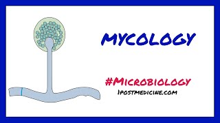 Introduction to Mycology  Microbiology [upl. by Ainesey679]