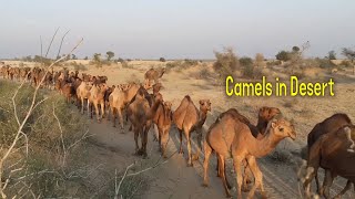 How Camels Live in Desert  nomadic tribal lifestyle  Desert life in Pakistan Youtube [upl. by Ati]