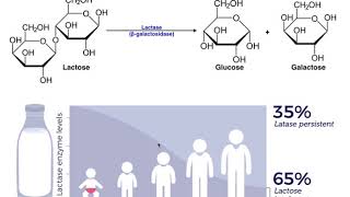 LACTOSE INTOLERANCE Everything You Need To Know Symptoms Cause Diagnosis Treatment Prevention [upl. by Malissa]