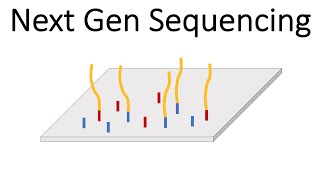 Next Generation Sequencing Illumina  An Introduction [upl. by Onek]