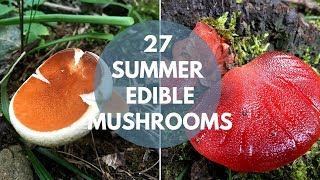 Wild Mushrooms You Can Eat Summer Edition [upl. by Jd]