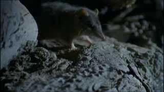 Antechinus Semelparity [upl. by Vyner929]