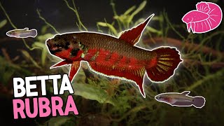 Wild Betta Rubra  New Species Spawning and Lots of Fry [upl. by Norina]