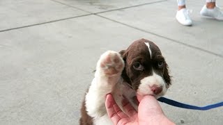 Cutest Springer Spaniel Puppy  Champ [upl. by Seldan]