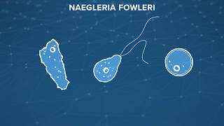 Naegleria Fowleri the braineating amoeba What is it How do you prevent it [upl. by Llennoc]