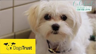 Rescue dogs meet amp greet with Dogs Trust [upl. by Lantha]