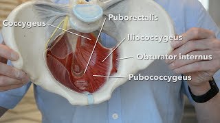 Pelvic floor muscles [upl. by Coriss]