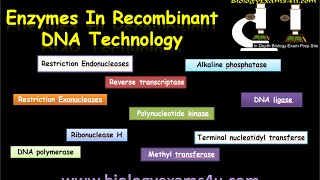 Enzymes used in rDNA Technology or Recombinant DNA Technology [upl. by Lak]