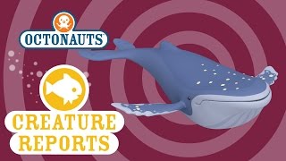 Octonauts Creature Reports  Humpback Whale [upl. by Maer466]