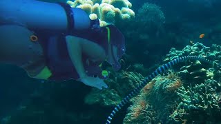 Divers Encounter Highly Venomous Sea Snakes yellowlipped sea krait Laticauda colubrina [upl. by Ailam790]