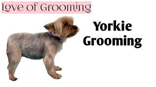 My Technique for Trimming Yorkie Legs [upl. by Anas199]