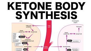 Ketone Body Synthesis [upl. by Aurlie373]