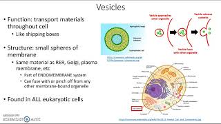 Vesicles [upl. by Thekla381]