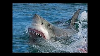 La vie des requins documentaire HD complet en français  YouTube HD documentary Channel [upl. by Learrsi]