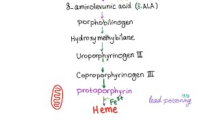 Heme Synthesis Pathway — Biochemistry and Hematology [upl. by Zildjian]