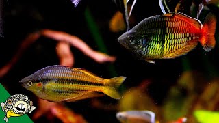 Rainbowfish and African Cichlids Fish Room Tour  Aquarium CoOp [upl. by Notselrahc]