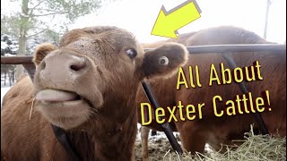 All about Dexter Cattle [upl. by Alverta]