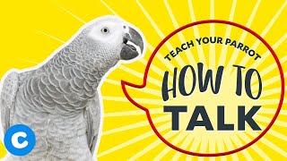 Teach Your Parrot How to Talk  Chewy [upl. by Curr]