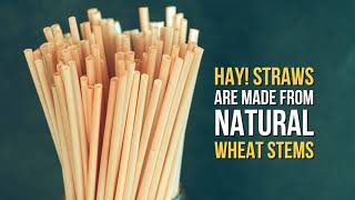 The Most Ecofriendly Drinking Straws 100 biodegradable and made from natural wheat [upl. by Lalla]