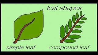 Types Of Leaves  Science For Kids  All About Plant Leaf [upl. by Barden]