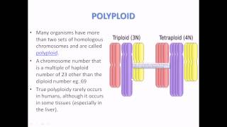 What is Polyploidy [upl. by Yale]