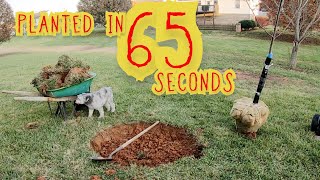 Planting a Tulip Poplar in 65 Seconds  Liriodendron Tulipifera [upl. by Helas]