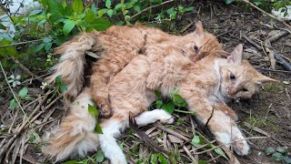 Touching Story About A Family Of Cats Hugging Each Other To Their Last Breath In The Harsh Cold [upl. by Yklam616]