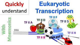 Eukaryotic Transcription [upl. by Mickelson]