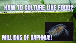 How to Culture Daphnia Secret Method to Breed MILLIONS  Simply Aquatic [upl. by Ancilin]