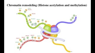 Lecture 9 Histone methylation [upl. by Ruon]