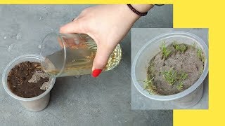 How to grow cumin from seeds grow zeera [upl. by Malachi]