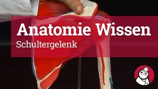 AnatomieWissen Schultergelenk [upl. by Akimat]