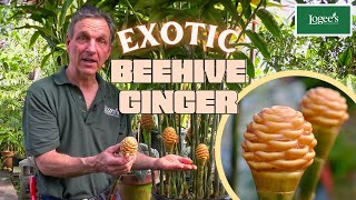 The Exotic Beehive Ginger Plant [upl. by Gaston]