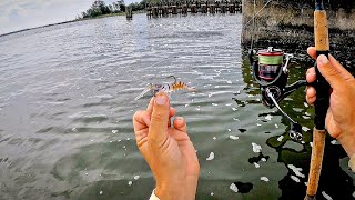 ONCE In A Lifetime Catch  Bridge Jigging wShrimp Lure [upl. by Luane945]