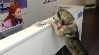 Even Dogs Know About Wellness Wednesday 🤣 Funny Dog’s Reaction at Vet [upl. by Nollat]