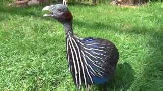 Vulturine Guineafowl sings [upl. by Irra]