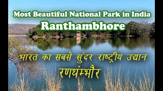 Ranthambore National Park Safari  The Complete Travel Guide [upl. by Cy]