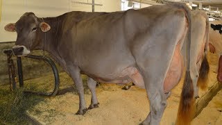 Brown Swiss Dairy Cattle  Wellbalanced High Milk Volume [upl. by Nara]