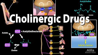 Cholinergic Drugs  Pharmacology Animation [upl. by Maximilian]